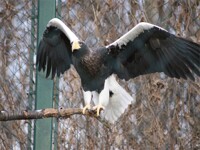 Tierpark Berlin jan-2012(06) big bird