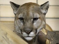 Tierpark Berlin jan-2012(10) Puma Face 