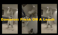 Damaron Freak on a leash