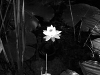 Lilly in contrast