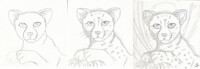 cheetah