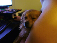 where sleeping dogs lie