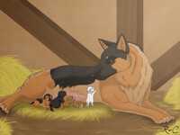 - Dog and Cat -