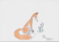 Random Foxy