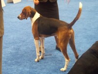 American Foxhound1
