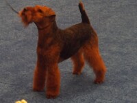 Welsh Terrier2