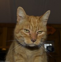 Meet Fred