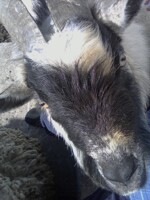 Goat face