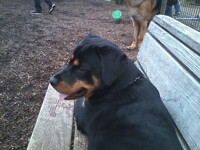 Rottweiler 03