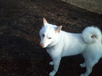 White Shiba - Kai