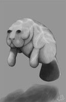 Manatee