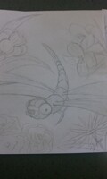 DRAGONFLY!