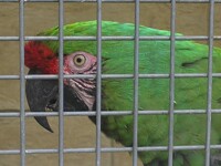 Green parrot close up 