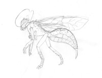 A new breed of cazador