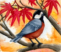 Varied Tit Autumn