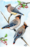 Bombycillidae