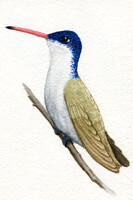 Violet-Crowned Hummingbird