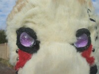 Zesk's Eyes