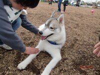 Haru the Husky 02