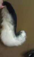 fursuit grey wolf tail 