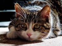 I think I see a mouse