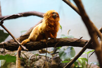 Golden Tamarin