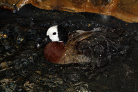 Duck Bath