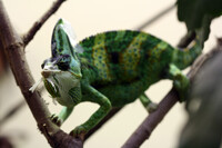 Chameleon