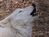 Howling Arctic Wolf 2