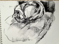 Callie kitty sleeping