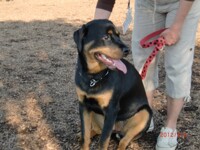 Rottweiler 05