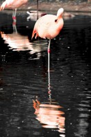 Chilean Flamingo