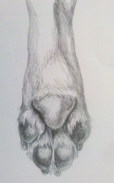 Paw Sketch Practice for Charity 2 by KampferWolf -- Fur Affinity [dot] net