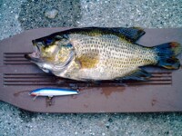 Large Rock Bass