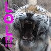 TigerLOLs Icon