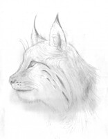 Lynx Portrait