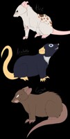 Rats In A Lab charcter ref