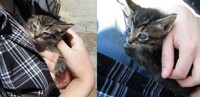 Kitten for adoption: Jackie
