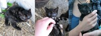 Kitten for adoption: Jeanie