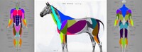 Human Vs Horse Anatomy Study