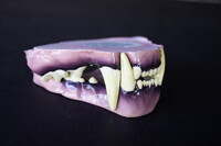 leopard/big cat jawset (different lighting)