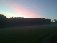 Forest edge 