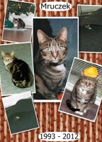 Memorial Photo of the cat