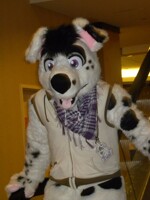 rehli the dalmation puppy 2