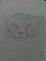 Just a Cheetah