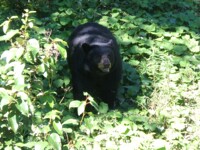 Blackbear in Montebello