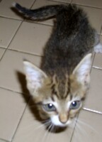 Long Live the King! 2