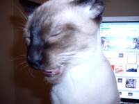 my cat