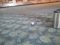 Waiting on my bags