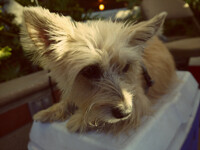 Guardian of the Stand